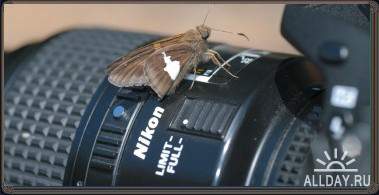 The Secret Lives of Backyard Bugs: Discover Amazing Butterflies, Moths, Spiders, Dragonflies, and Other Insects!