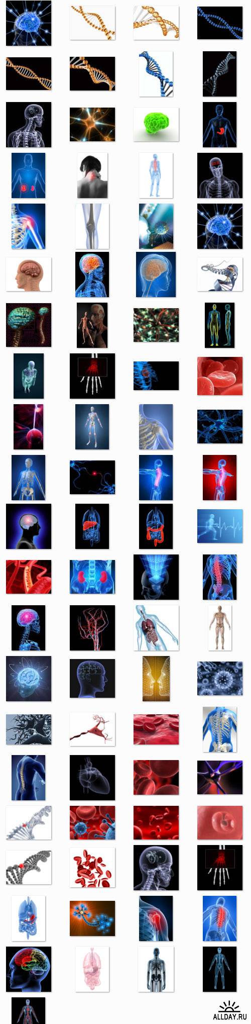 StockMix of Human Anatomy in 3D Renders