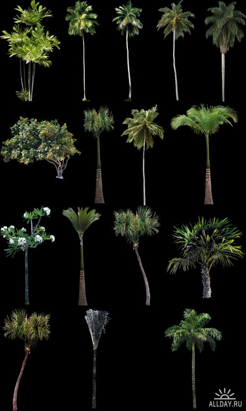 Тропические Деревья и Листва