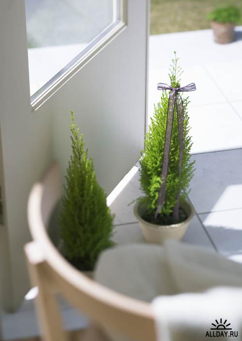 Interior - Greenery And Herbs