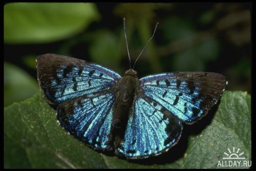 Corel Photo Libraries - COR-052 Butterflies