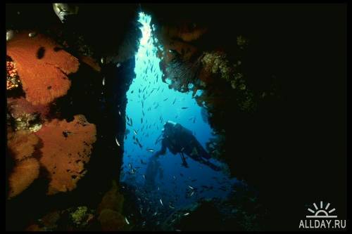 Клипарт - Underwater Life