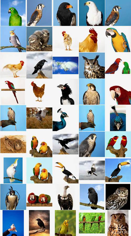 Polka Dot Images  ITF161 - Birds