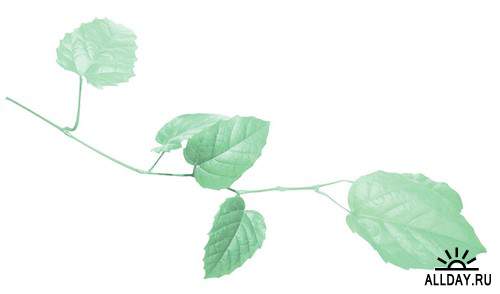 Different leaves 3| Разные листья 3 - Набор элементов для коллажей и скрапбукинга