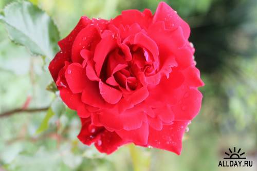 Фотосток – Розы после дождя