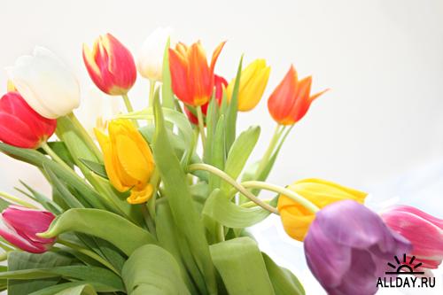 Tulips - Тюльпаны