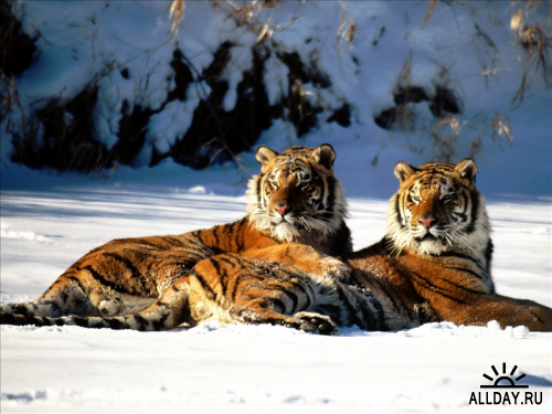 Широкоформатные обои с изображением тигров