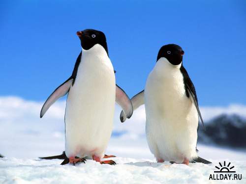 Обои с пингвинами для рабочего стола