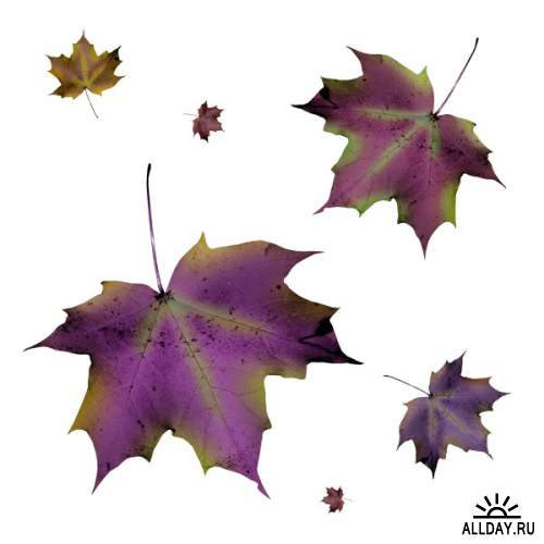 Different leaves 3| Разные листья 3 - Набор элементов для коллажей и скрапбукинга