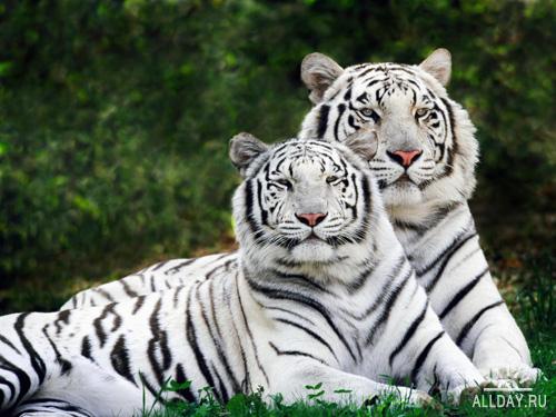 Фотклипарт - Тигры