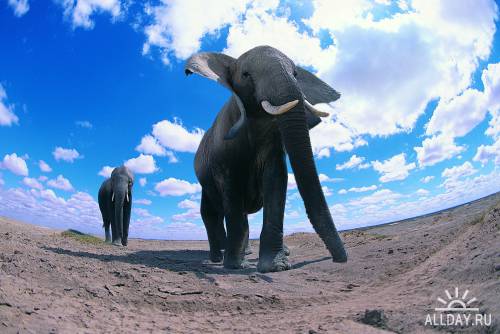 Amazing Elephants Pictures / Удивительные слоны