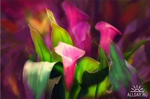 Цветы Alberto Guillen