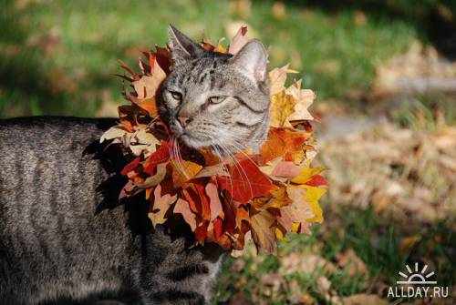 Осенние коты