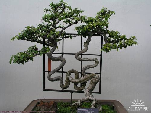 Bonsai - miniature tree | Бонсай - миниатюрное дерево