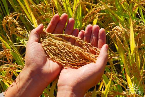 Crop, corn, ears cereal plants in field 1 | Урожай, зерно, колосья злаковых растений в поле 1