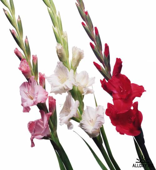 Фотосток: цветы - гладиолусы