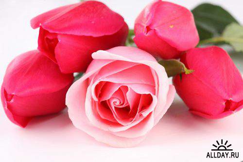 Flowers: pink roses 4 | Цветы - розовые розы 4