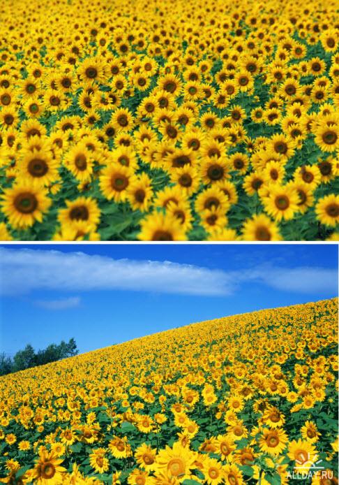 Клипарт – Подсолнухи  \  Klipart – Sunflowers