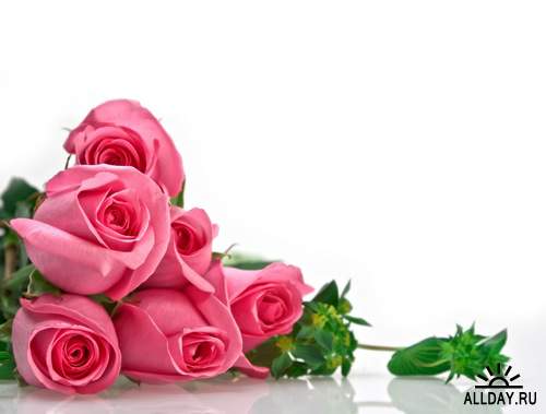 Flowers: pink roses 4 | Цветы - розовые розы 4