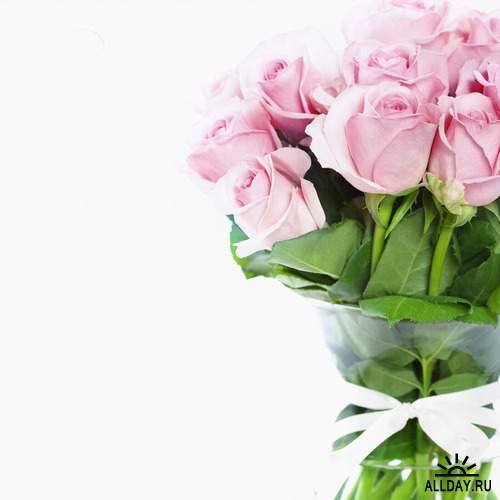 Flowers: pink roses 4 | Цветы - розовые розы 4