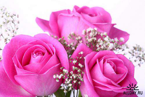 Flowers: pink roses 4 | Цветы - розовые розы 4