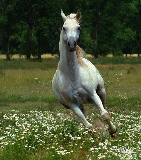 Фотосток: кони и лошади