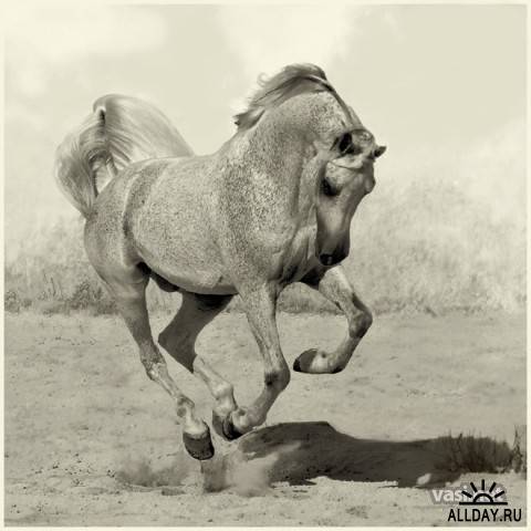 Фотосток: кони и лошади