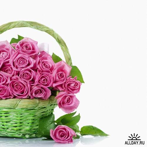 Flowers: pink roses 4 | Цветы - розовые розы 4