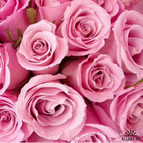 Flowers: pink roses 4 | Цветы - розовые розы 4