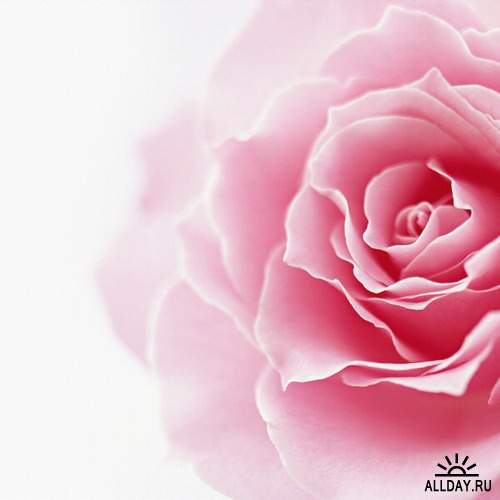 Flowers: pink roses 4 | Цветы - розовые розы 4